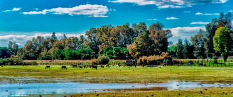 Views of Doñana National Park, Andalusia. Views of Doñana National Park, Andalusia.