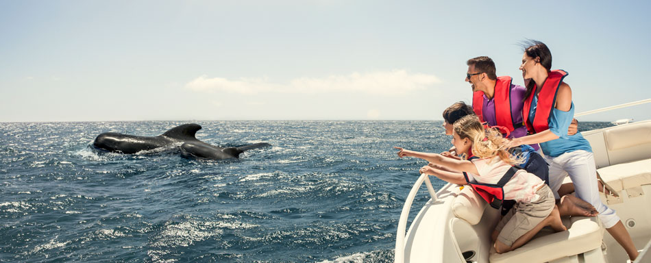 Excursions d'observation de cétacés à La Palma