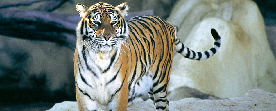 Un tigre à Loro Parque. Puerto de la Cruz