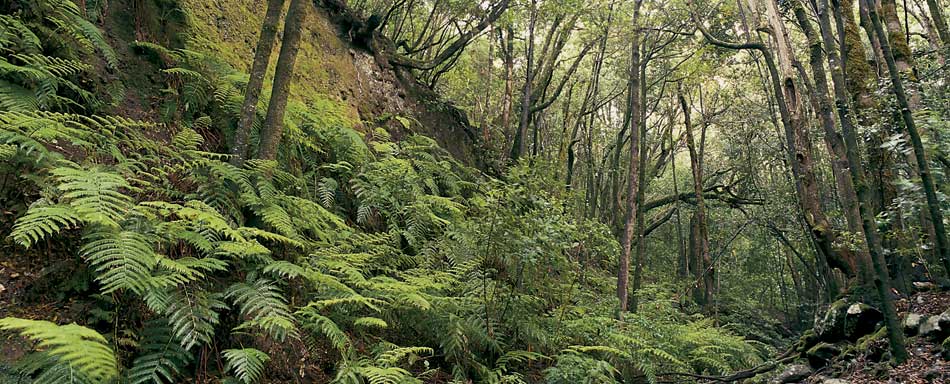 Forêt dans le parc national de Garajonay