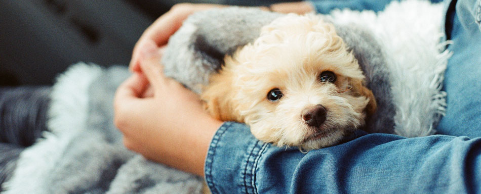 Pet in arms Pet in arms