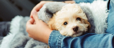 Pet in arms Pet in arms