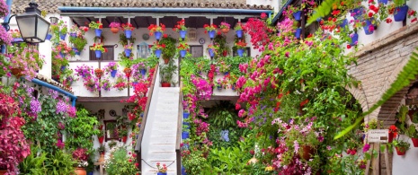 Cortile con fiori a Cordova Cortile con fiori a Cordova
