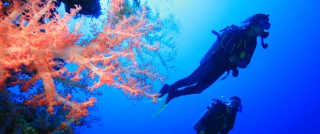 Actividad de buceo Actividad de buceo
