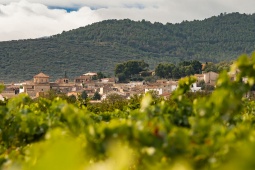 Itinerario enoturistico Campo de Cariñena