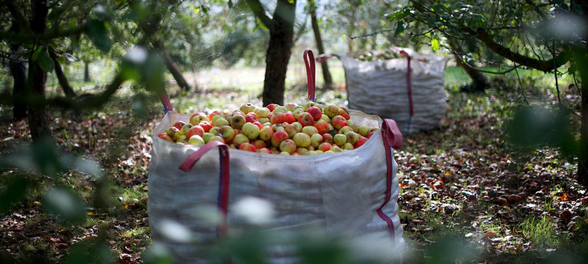 Picnic with cider in Cangas de Onís (Asturias)