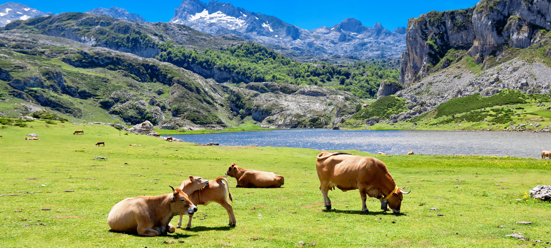 Des vaches paissent près du lac Ercina à Covadonga