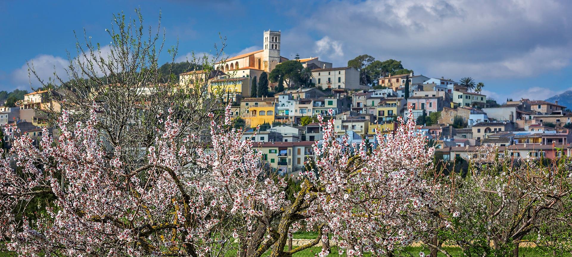 Blossoming in the village of Selva in Majorca, Balearic Islands Blossoming in the village of Selva in Majorca, Balearic Islands