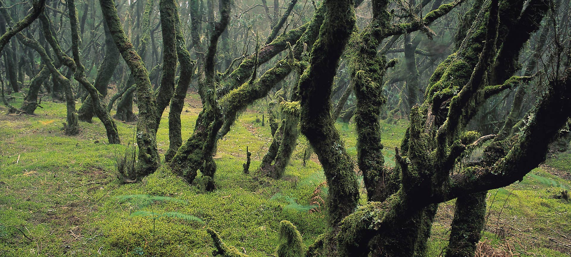 Bosque en el Parque Nacional de Garajonay. La Gomera