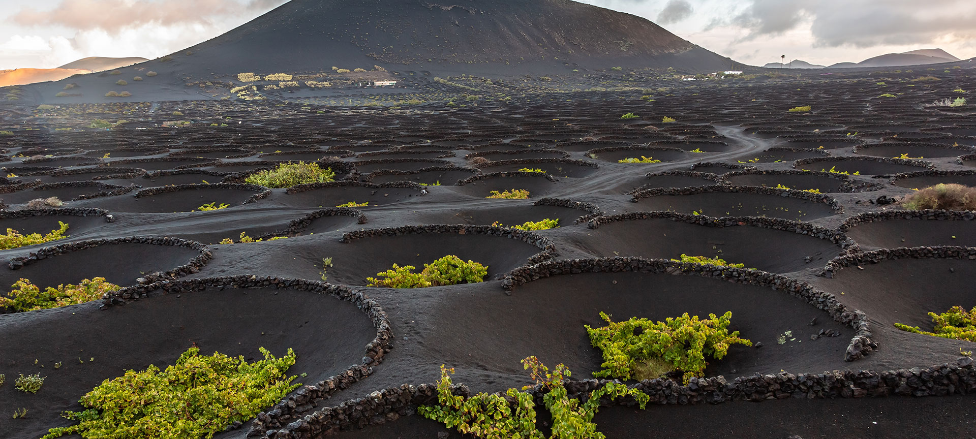 Wine cultivated in volcanic ash. La Geria, Lanzorote