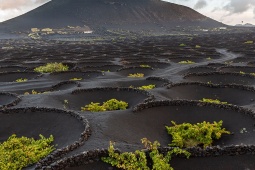 火山灰で栽培されたブドウから造られるワイン。ラ・ヘリア（ランサロテ島）