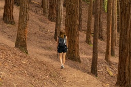 カンタブリアにある、カベソン山のセコイアの森の中を歩く女性