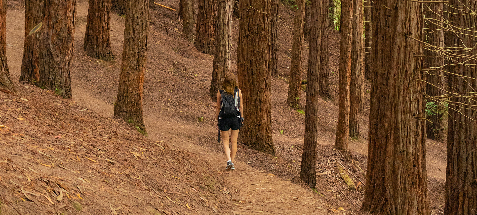 Frau beim Spaziergang im Mammutbaumwald von Monte Cabezón in Kantabrien.
