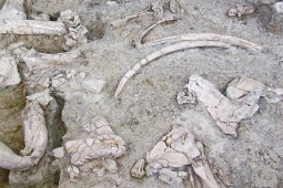 アンブロナ考古学遺跡博物館