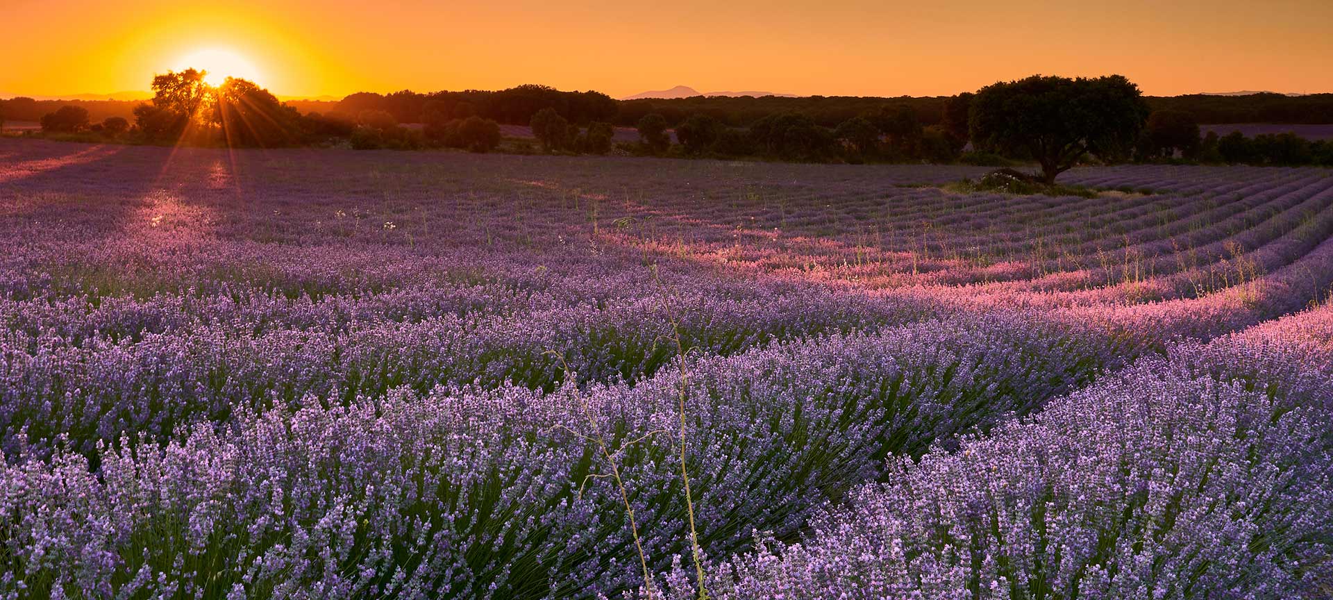 Campi di lavanda a Brihuega. Guadalajara