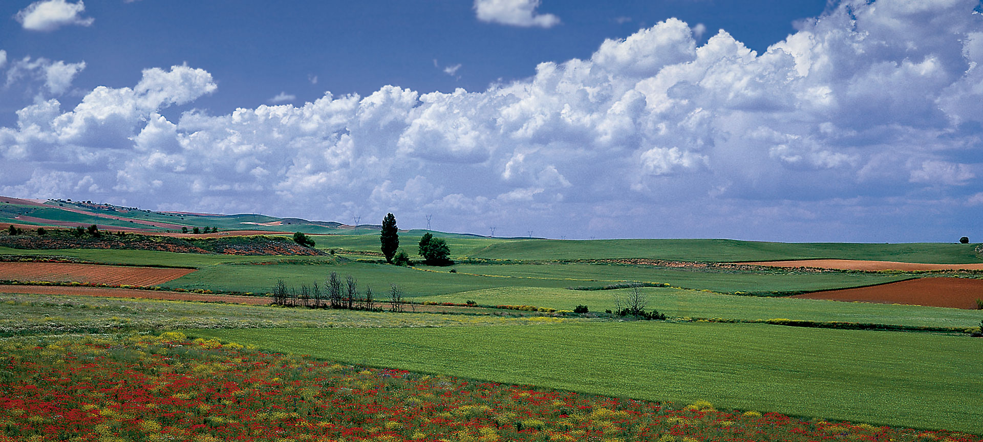 Fields in La Almarcha. Cuenca Fields in La Almarcha. Cuenca