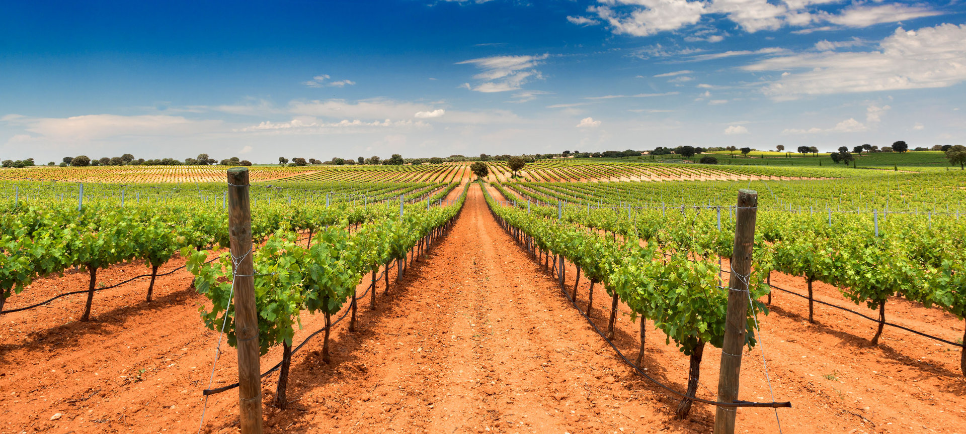 View of the vineyards of Bodegas Fontana in Fuente de Pedro Naharro, Cuenca