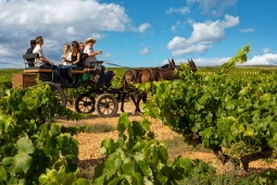 Vigneto sull'itinerario enoturistico di La Manchuela, Castiglia-La Mancia