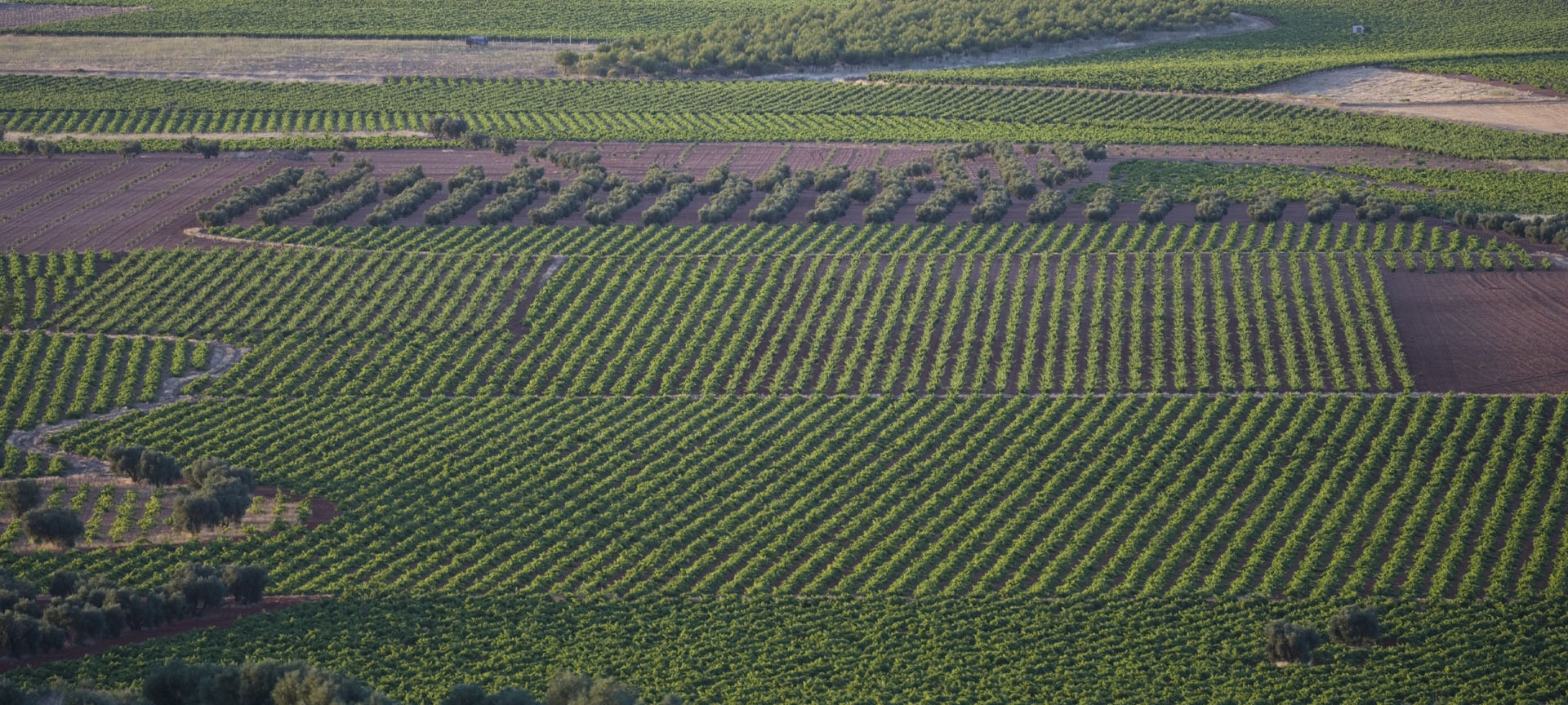 Viñedos de Valdepeñas (Ciudad Real, Castilla-La Mancha)
