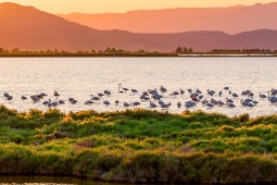 Obszar Chronionego Krajobrazu Delta de L'Ebre. Tarragona