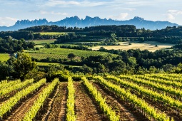 Itinerario enoturistico del Penedès
