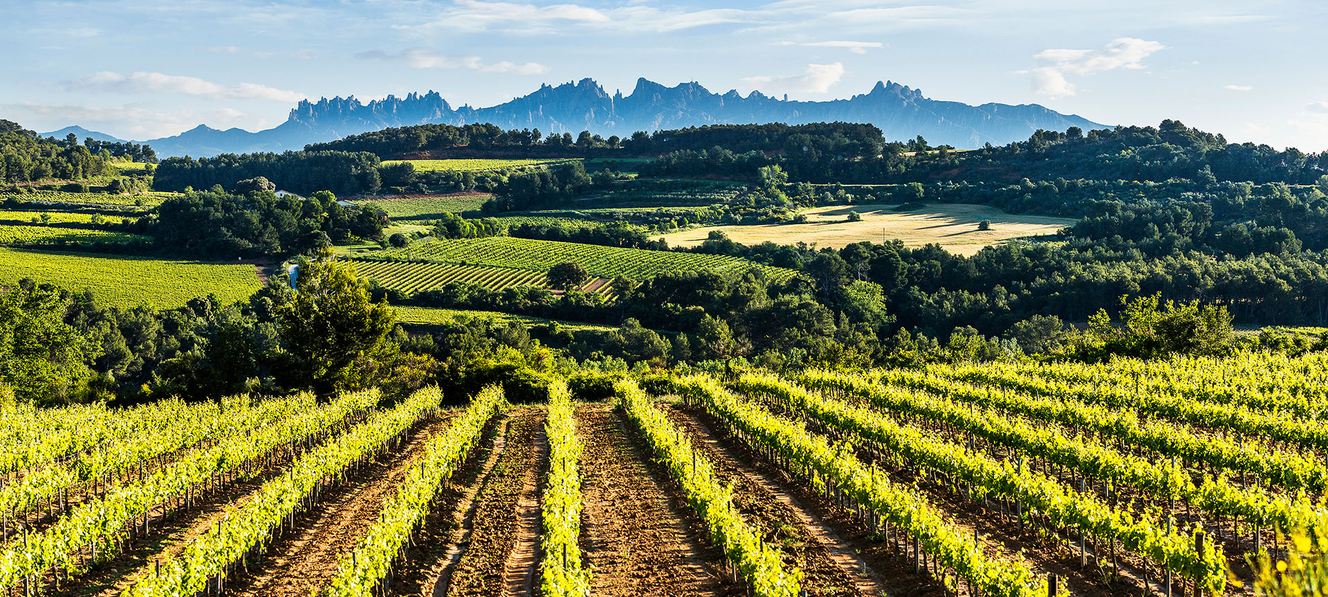 Szlak Wina Penedès