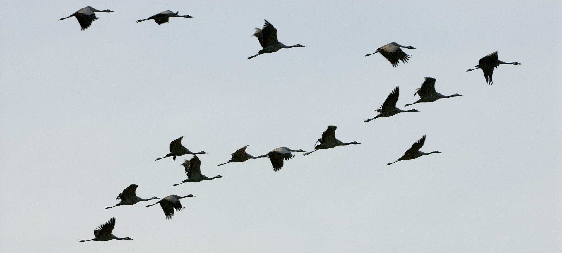 Cranes at the International Ornithological Tourism Fair