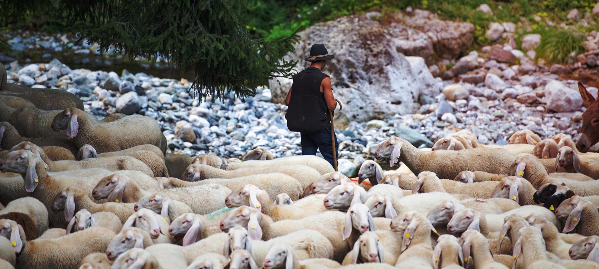 Sheep during transhumance