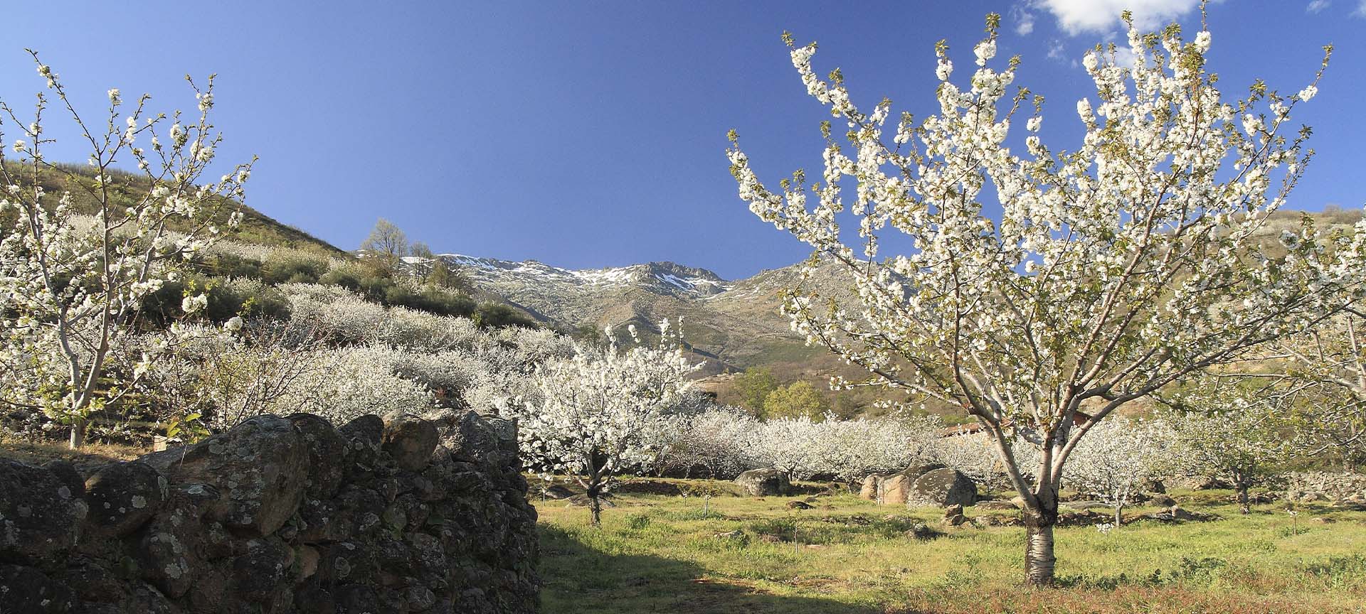 Kwitnące drzewa wiśniowe w Valle del Jerte, Cáceres (Estremadura)