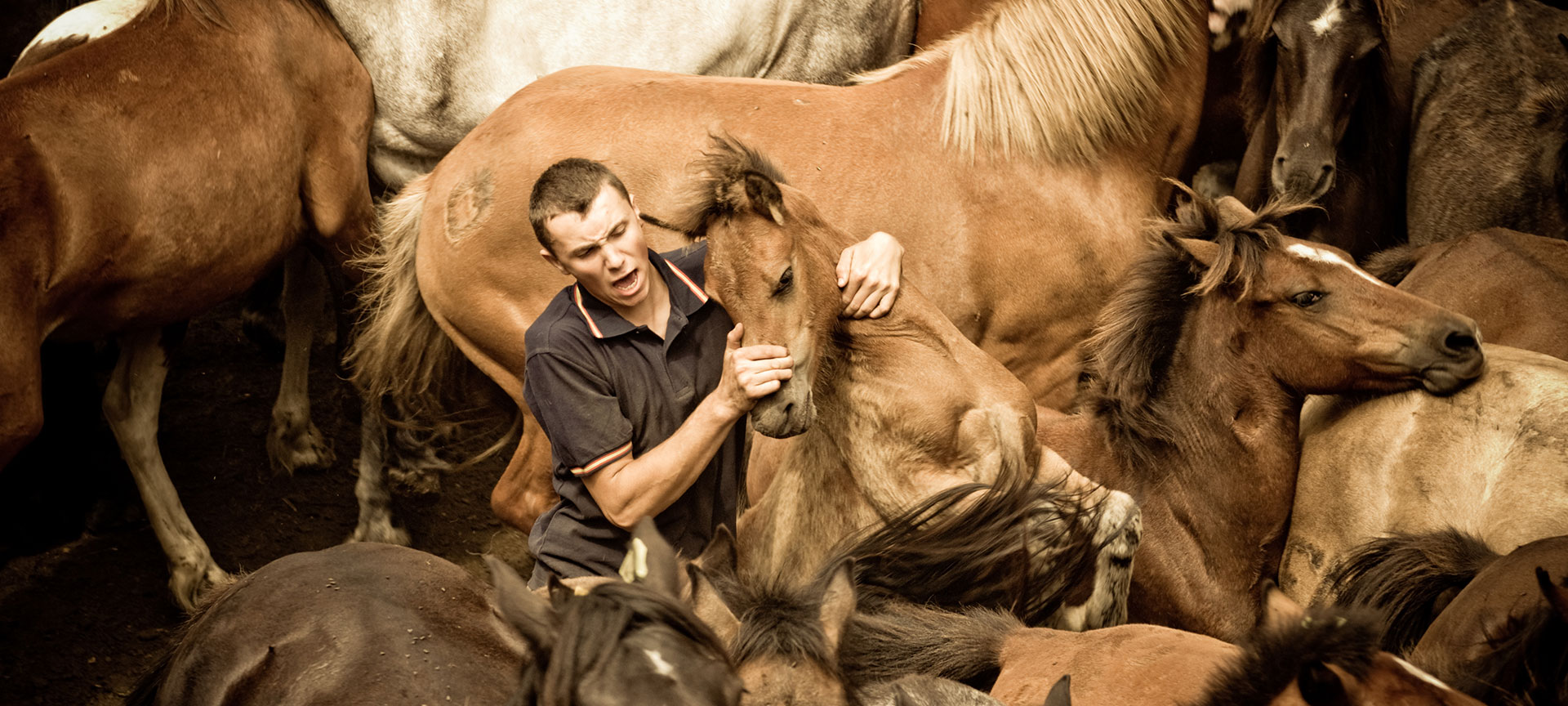 Un « aloitador » tient un cheval sauvage lors de la traditionnelle « Rapa das Bestas » de Sabucedo