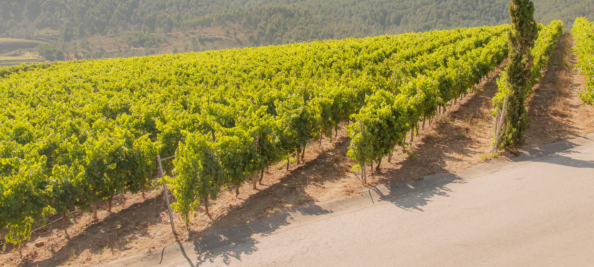 Winnice w regionie Rías Baixas w Pontevedra, Galicja