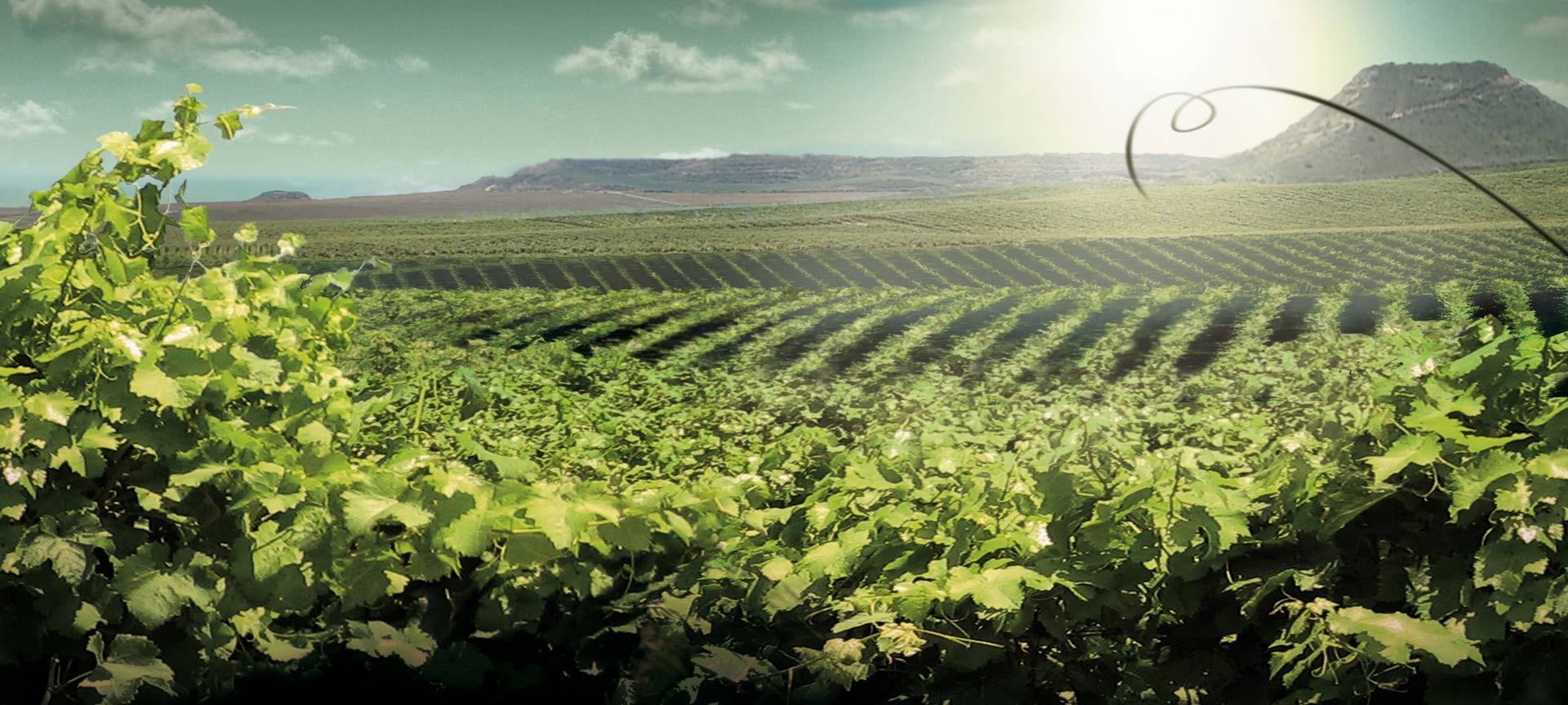 Landscape of the Wine Route of Lleida - Costa del Segre