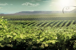 Paysage sur la route du vin de Lleida - Costers del Segre
