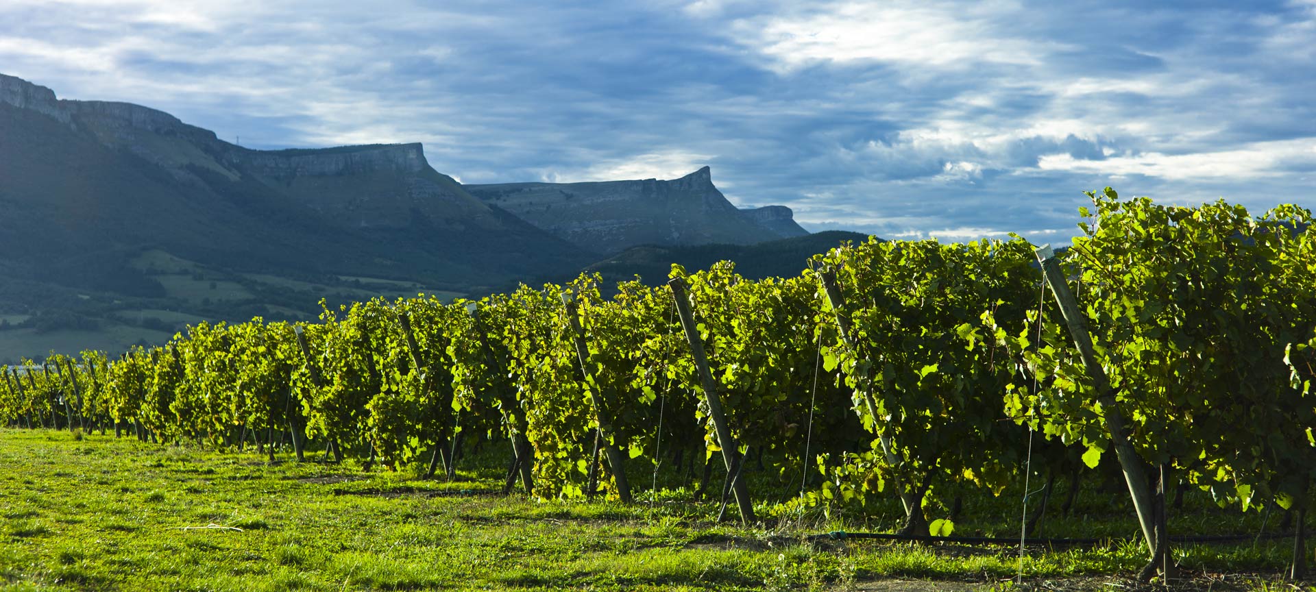 Landschaft an der Weinstraße des Txakoli