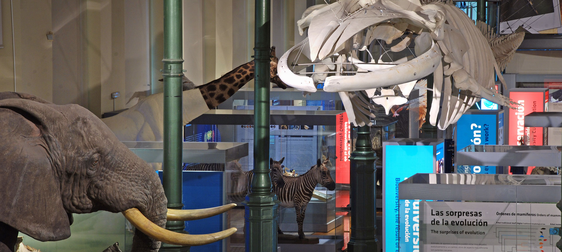 Museo Nazionale delle Scienze Naturali