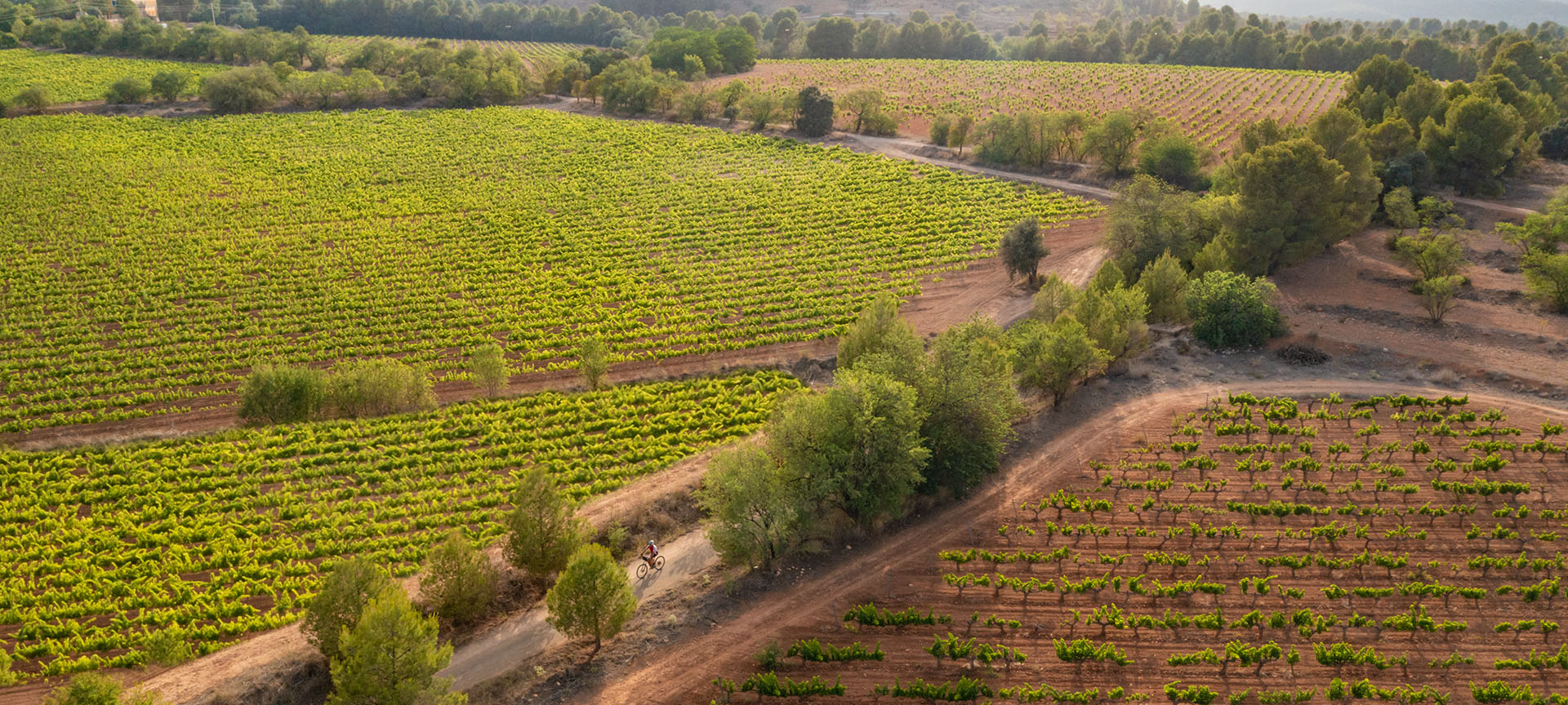 Route du vin de Bullas