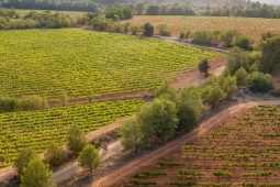 Itinerario enoturistico di Bullas