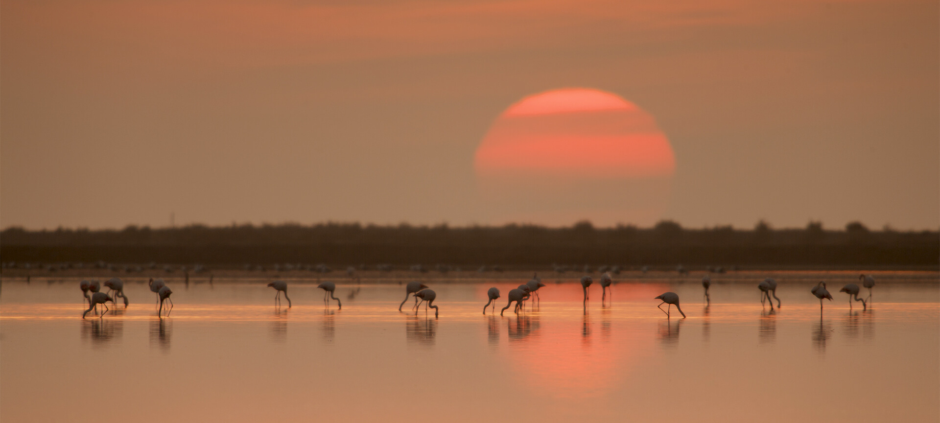 Flamingi w delcie rzeki Ebro