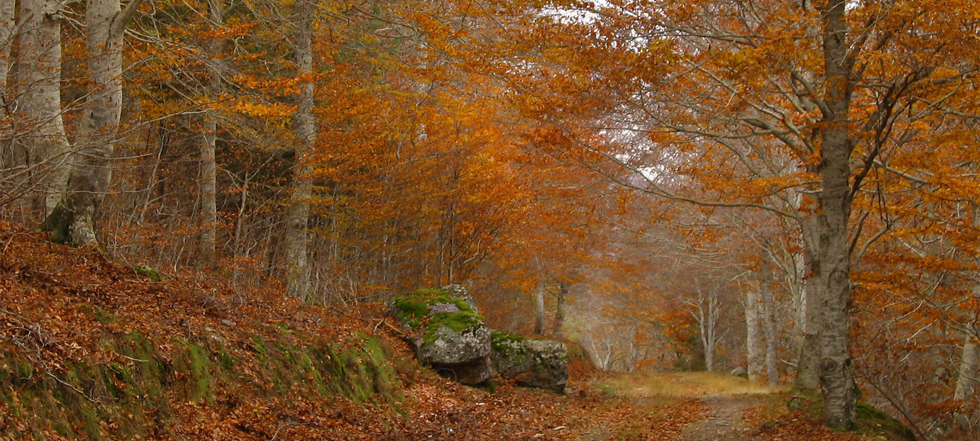 Hêtraie de Peña Roya, parc naturel Moncayo