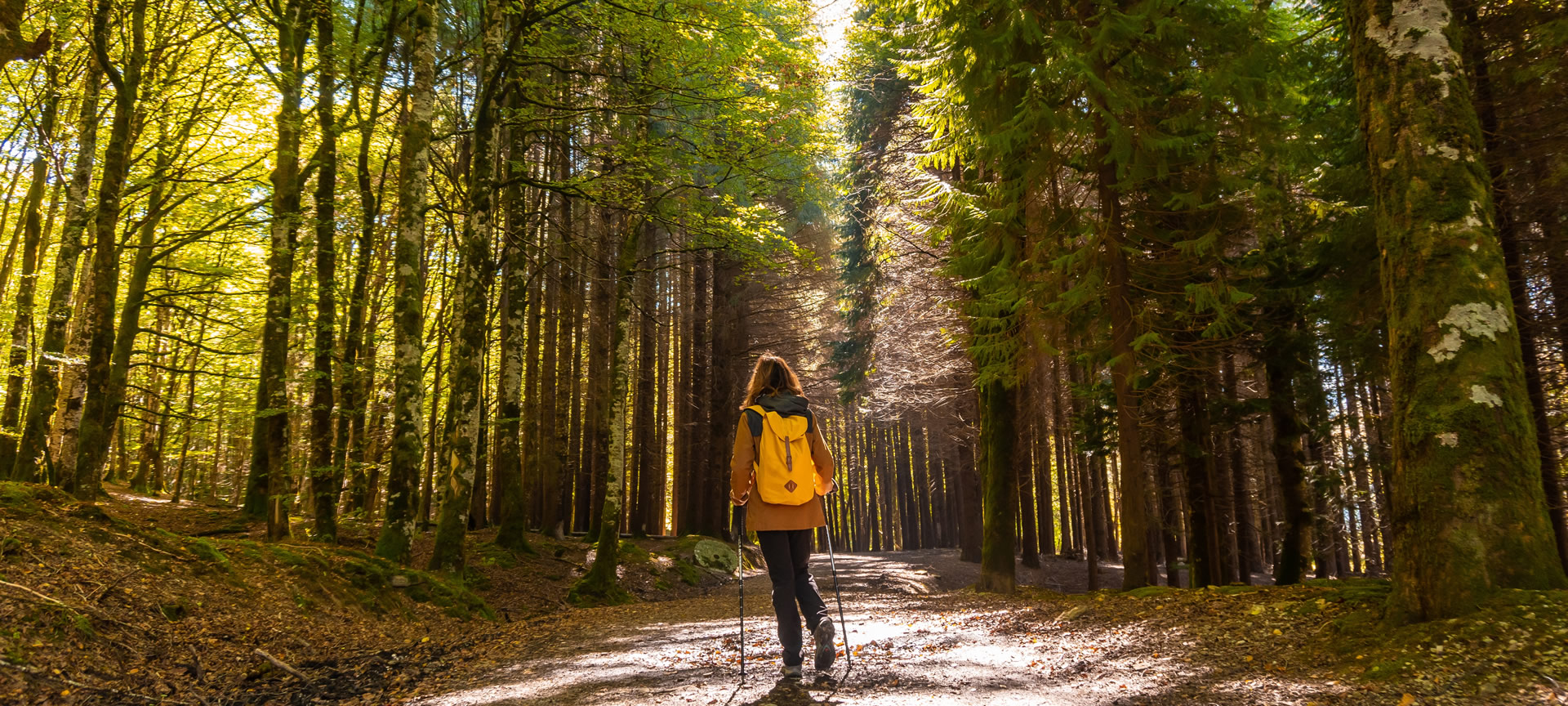 Wald von Irati