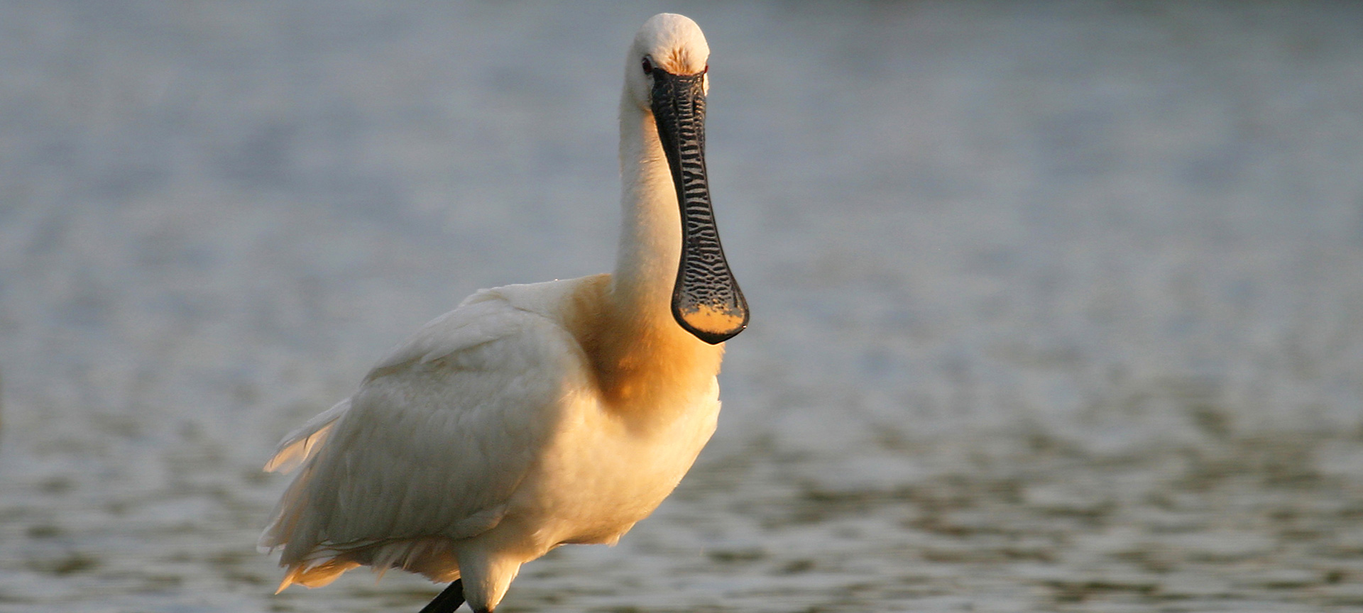 Bird in the Urdaibai Biosphere Reserve