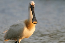 Ave na Reserva da Biosfera de Urdaibai