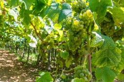 Vigneti d'uva per txakoli a Getaria