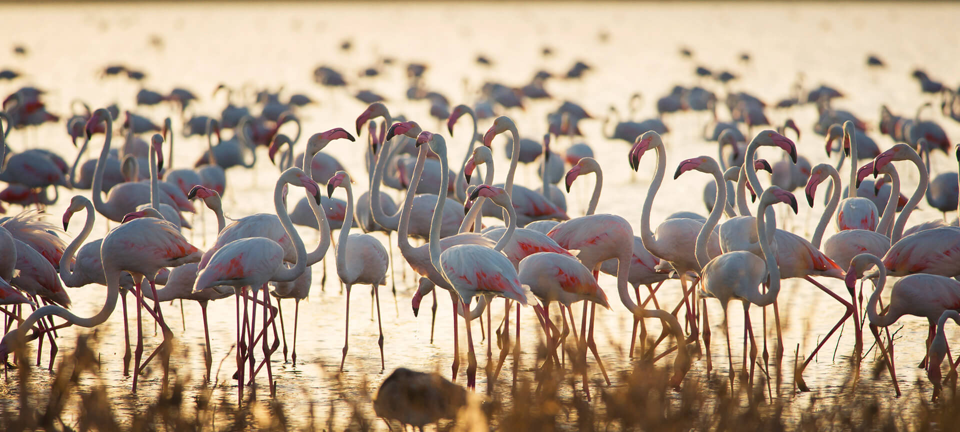 Marshes in the Doñana National Park