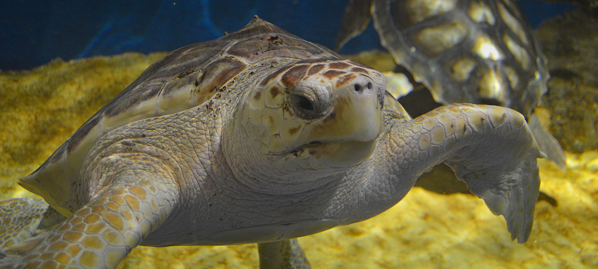 Acquario di Siviglia