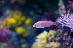 Poisson dans l'aquarium de Gijón