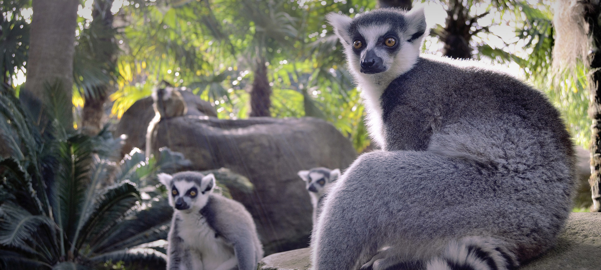 Bioparc Fuengirola