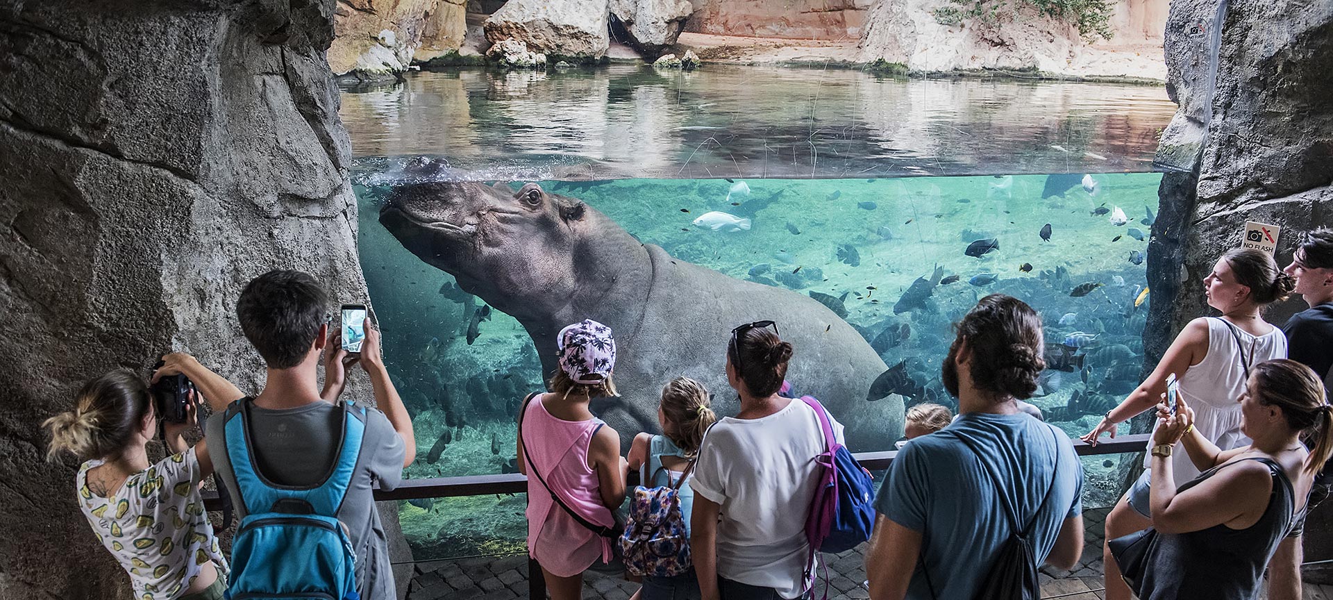 Hipopótamos en la cueva de Kitum. Bioparc Valencia