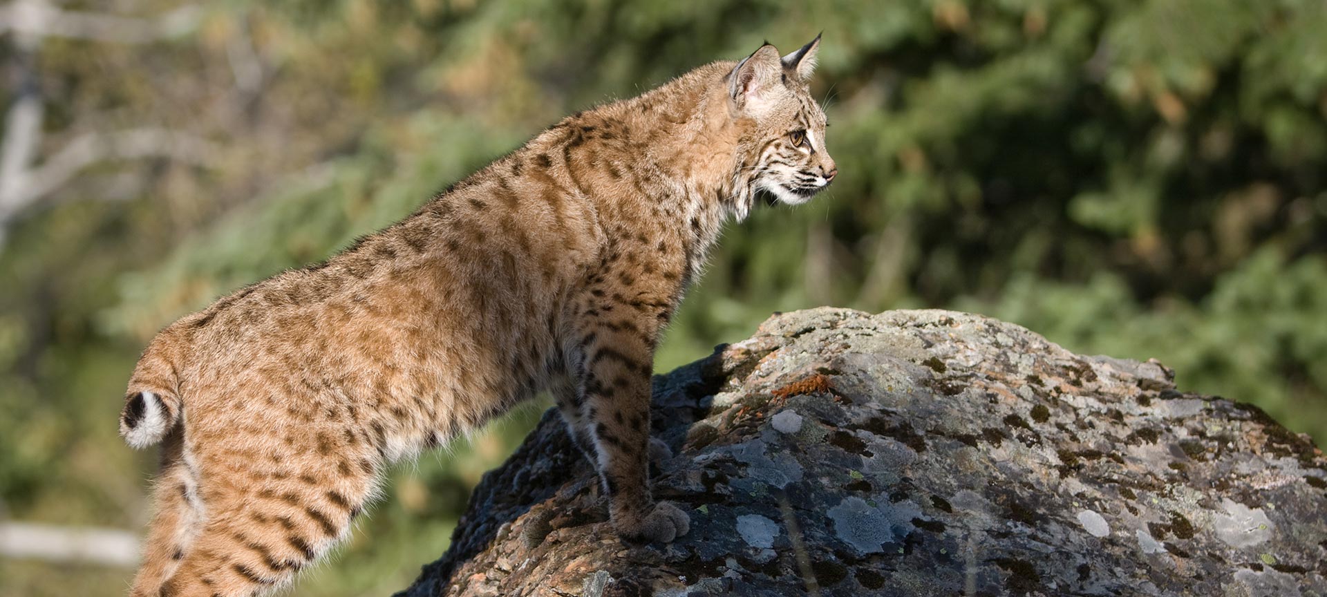 Lince
