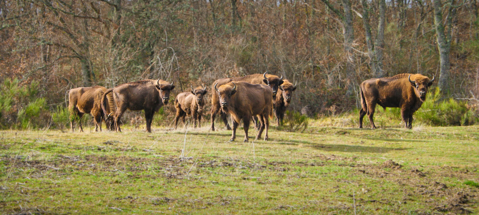 Bison Bonasus. Reserva y Centro de Interpretación del Bisonte Europeo